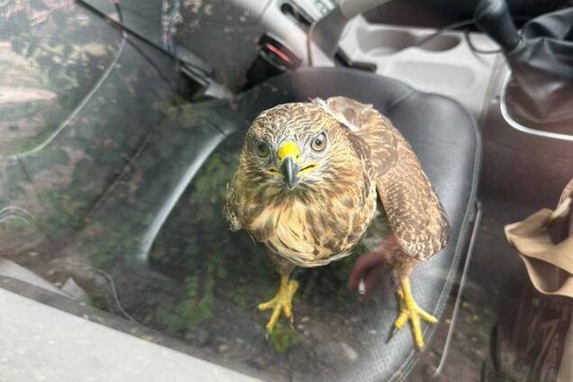 На Донбасі українські військові врятували яструба зі зламаним крилом. Фото