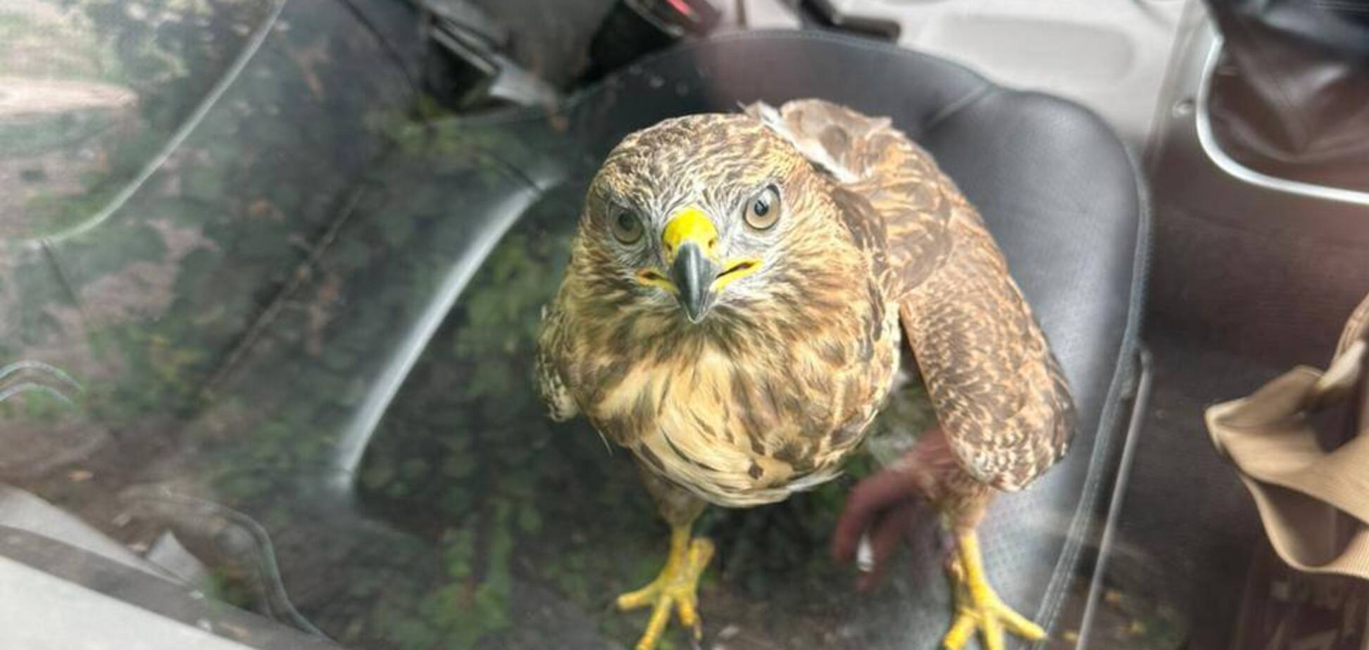 На Донбассе украинские военные спасли ястреба со сломанным крылом. Фото