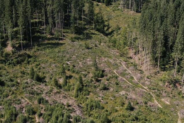 На Прикарпатье готовятся громкие разоблачения лесных аферистов