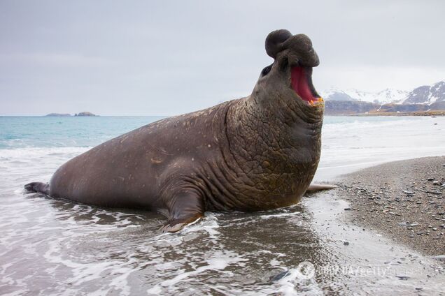 Почти 4 тонны: какой хищник самый тяжелый на Земле