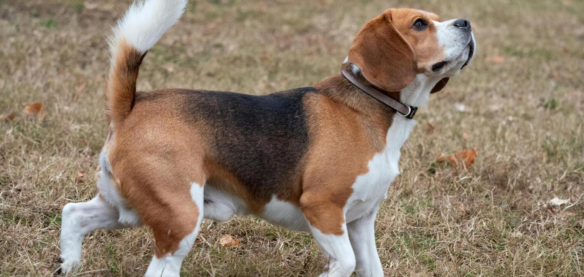 Дрессировщик назвал три категории собак, которых категорически нельзя заводить новичкам