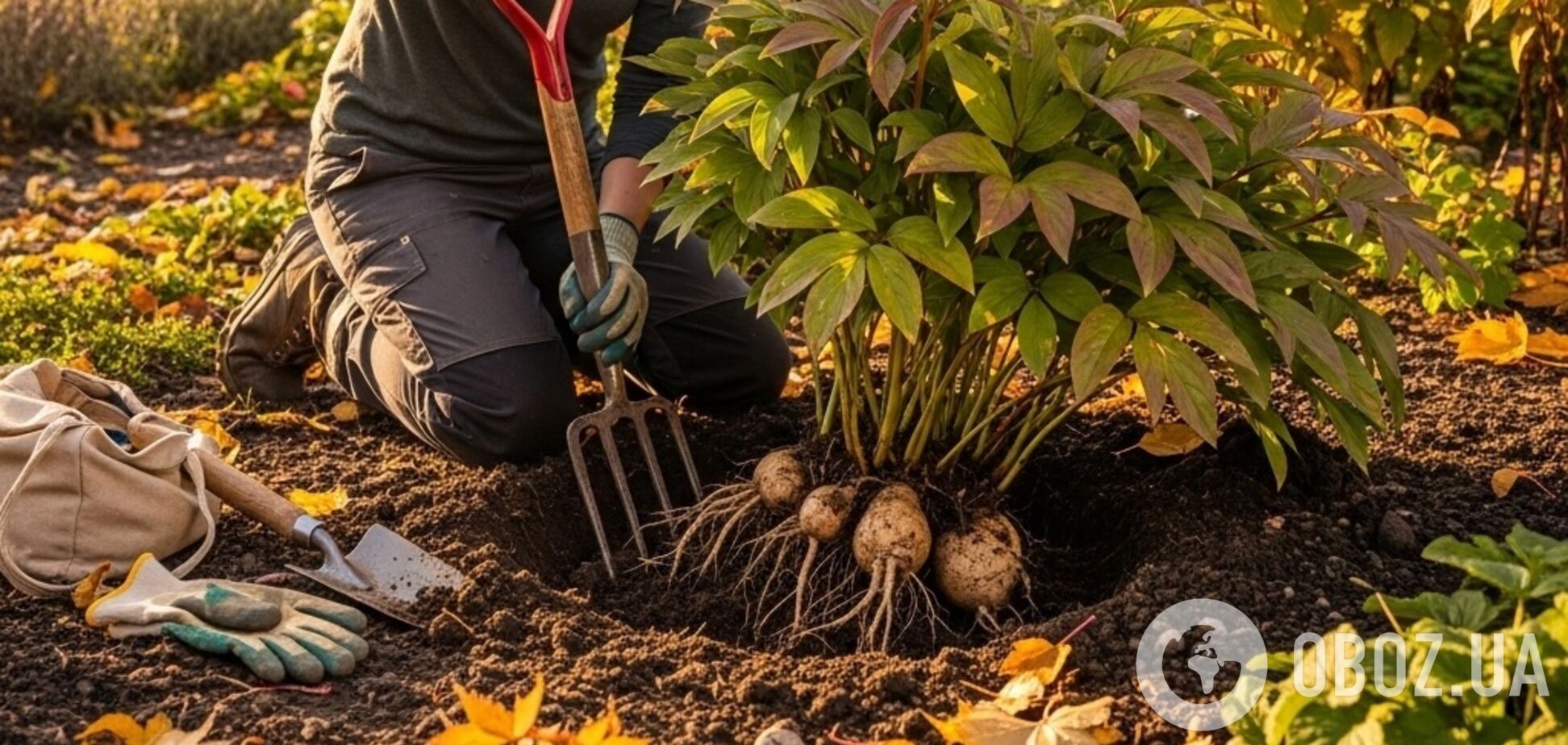 Як пересаджувати півонії восени: поради