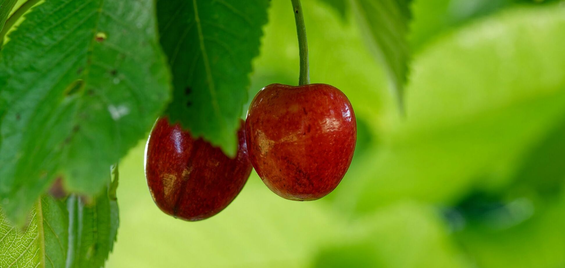 Как выбрать место для черешни: секреты осенней посадки
