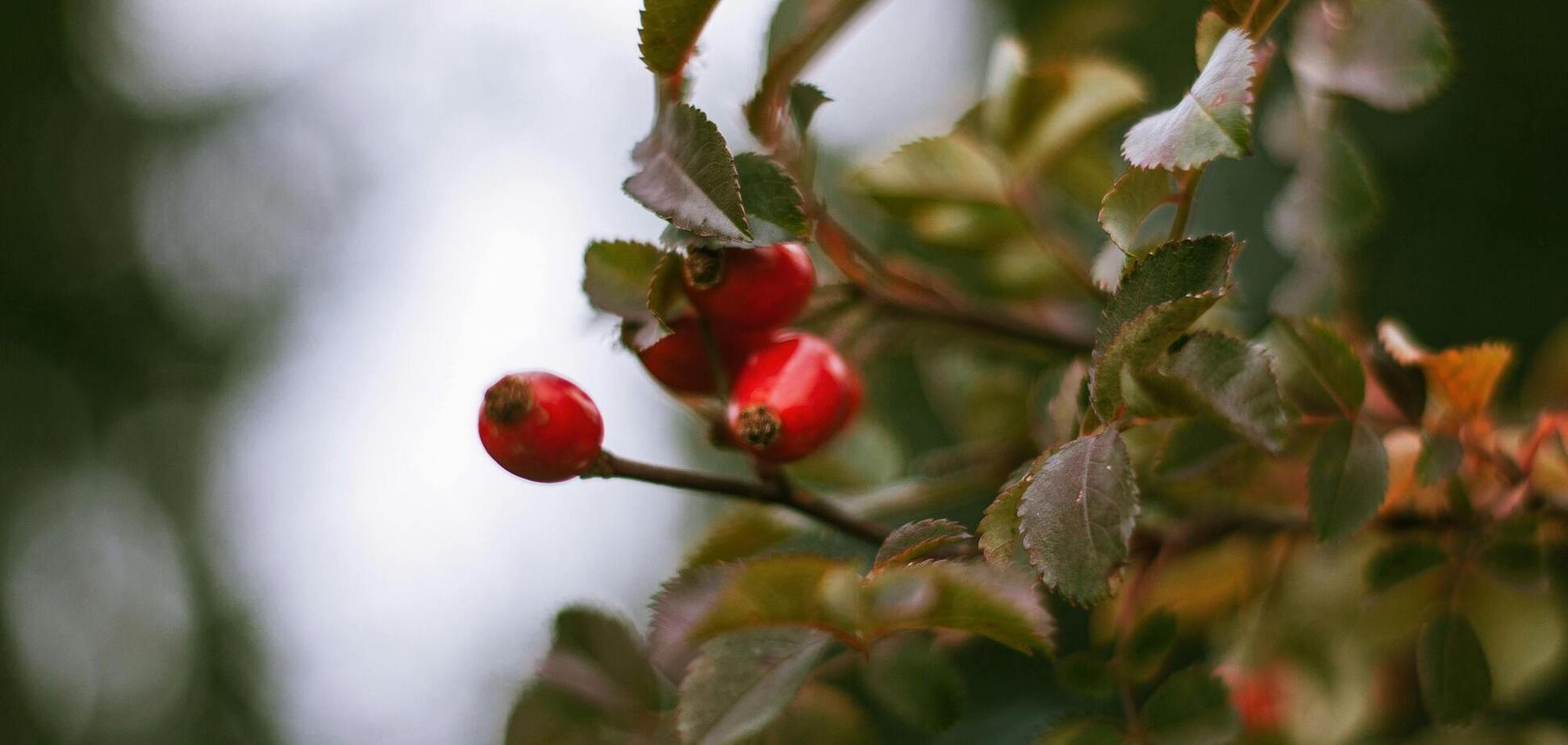 Что обязательно надо сделать в саду в сентябре, чтобы подготовить его к холодам