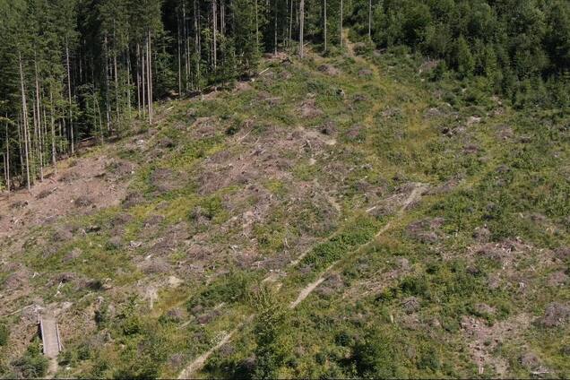 Участок с незаконно вырубленным лесом