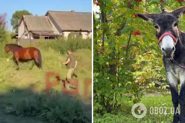 В России похвастались 'демобилизацией' осла, но умолчали о жестоком убийстве: в сети указали на цинизм. Фото и видео