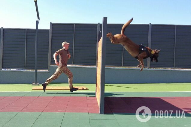 Собаки как терапевты: чем уникален новый кинологический центр Нацполиции