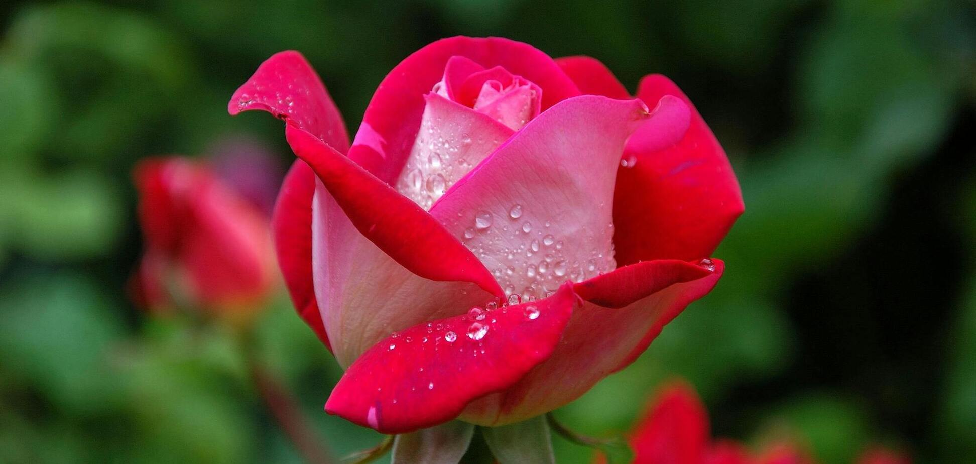 Що зробити, щоб троянди не загинули восени: 10-секундне завдання