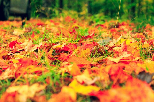 Какой праздник отмечают 26 сентября: все об этом дне