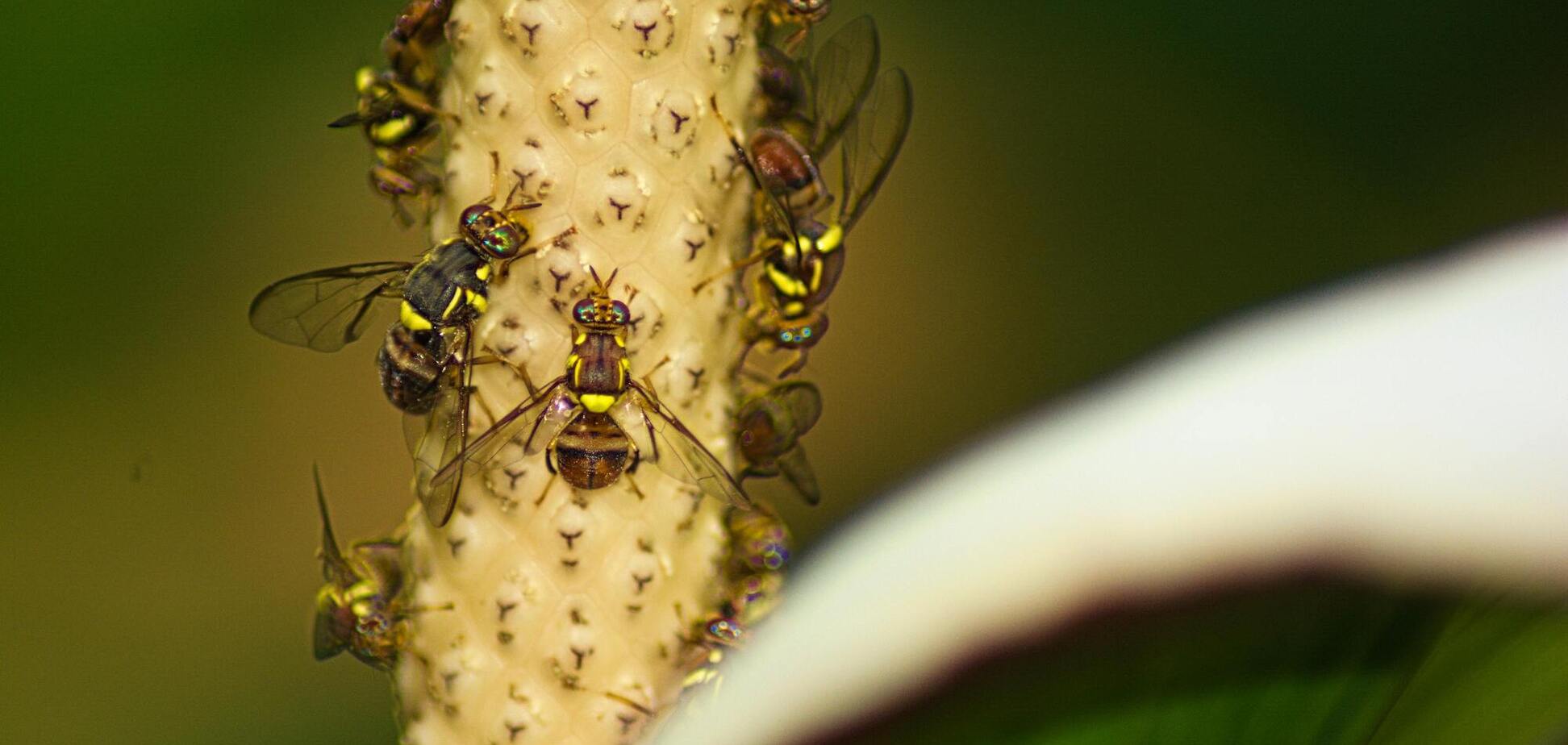 Как избавиться от плодовых мушек с помощью 'чудодейственной ловушки'