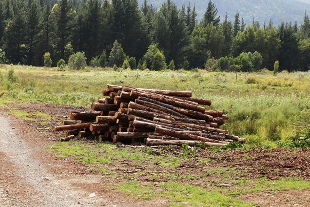 Швеция и Финляндия просят ЕС разрешить вырубать больше леса: чем аргументируют