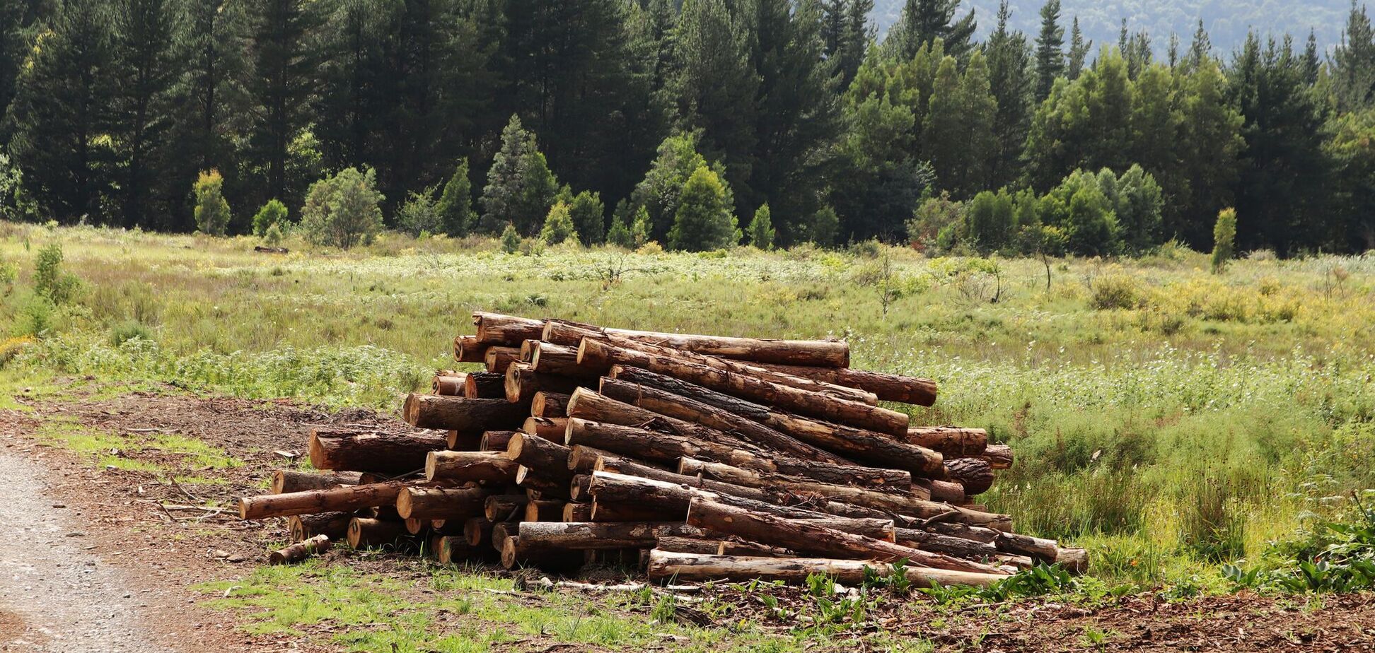 Швеция и Финляндия просят ЕС разрешить вырубать больше леса: чем аргументируют