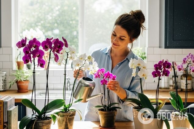 Можно ли ставить орхидеи на кухне: советы по выбору места