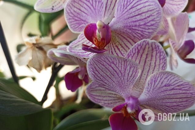 Як зробити, щоб орхідеї цвіли частіше: поради щодо догляду
