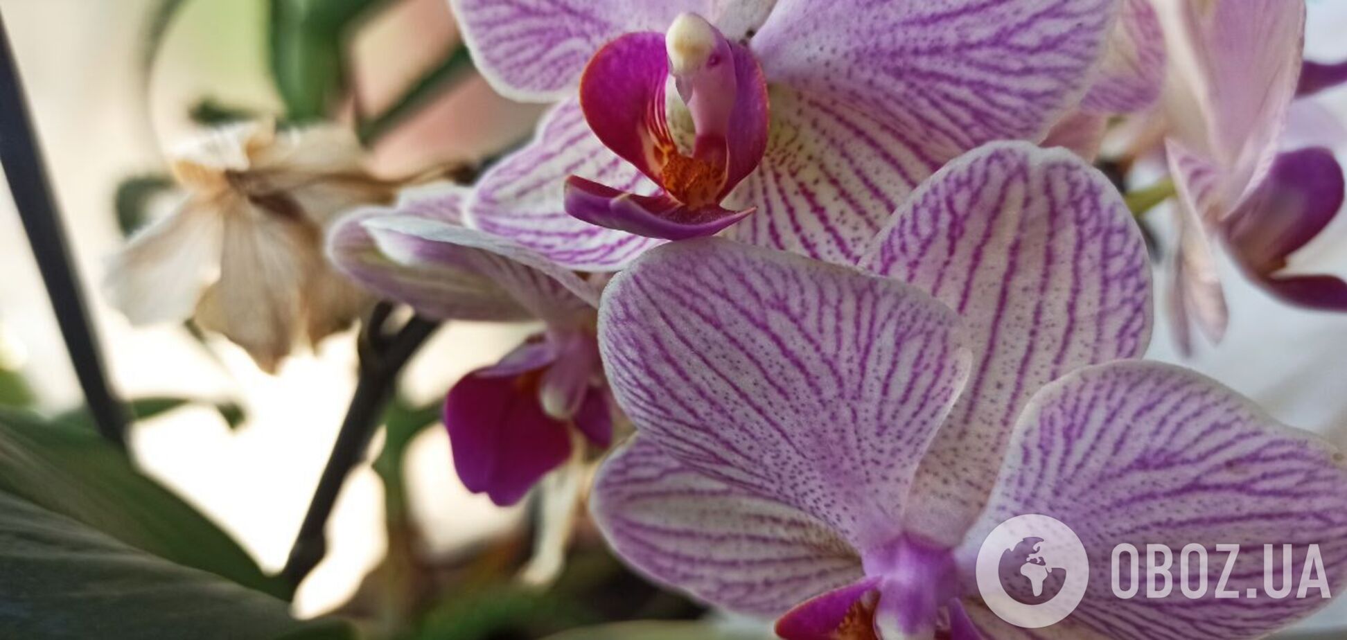 Як зробити, щоб орхідеї цвіли частіше: поради щодо догляду