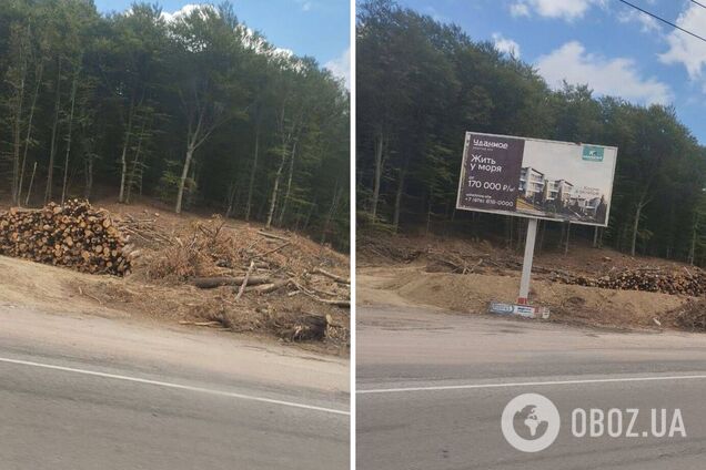 Окупанти хочуть розширити трасу Севастополь – Ялта, вирубавши вздовж дороги тисячі дерев. Фото і відео