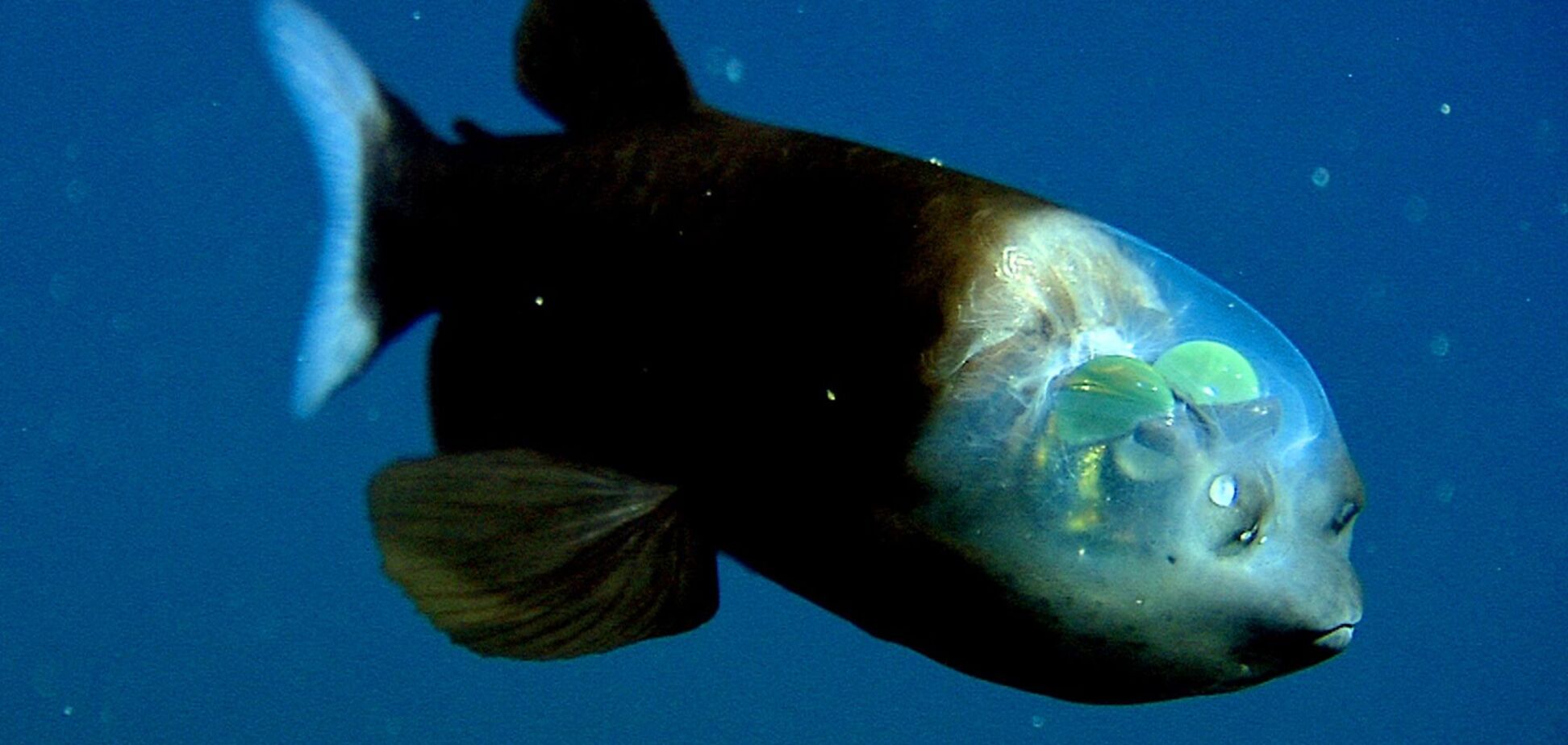 Прозрачная голова и подвижные глаза: что известно об уникальной рыбе Мирового океана