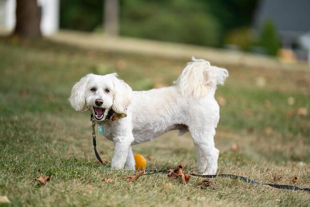 Що категорично не можна робити з цуценям: інакше воно виросте неслухняною собакою