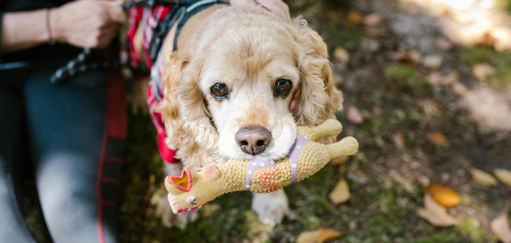 Топ-9 самых умных собак: появился новый рейтинг