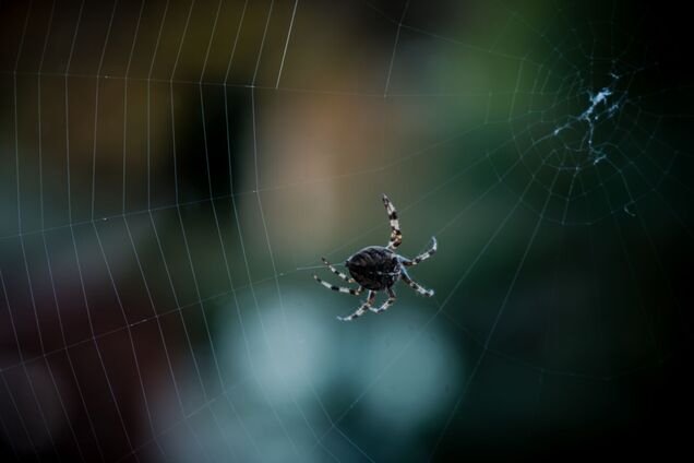 Как предотвратить попадание пауков в дом: два правила