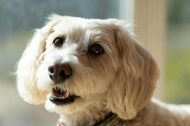 Ветеринар назвал 5 лучших пород собак: они станут идеальными домашними любимцами