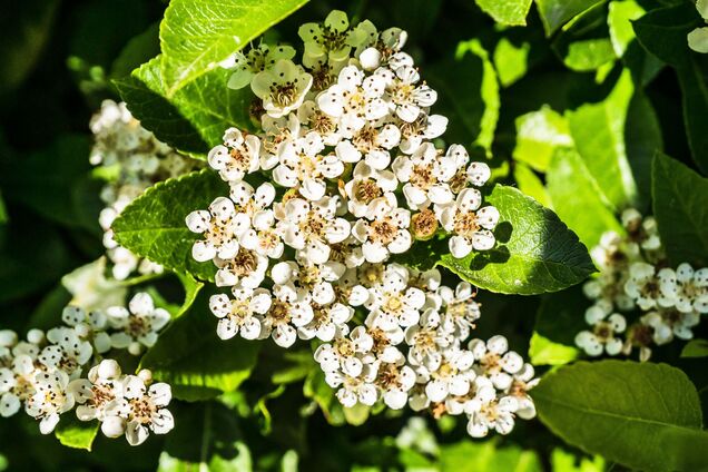 Что посадить вместо гортензии: легко выращивать и цветет не хуже