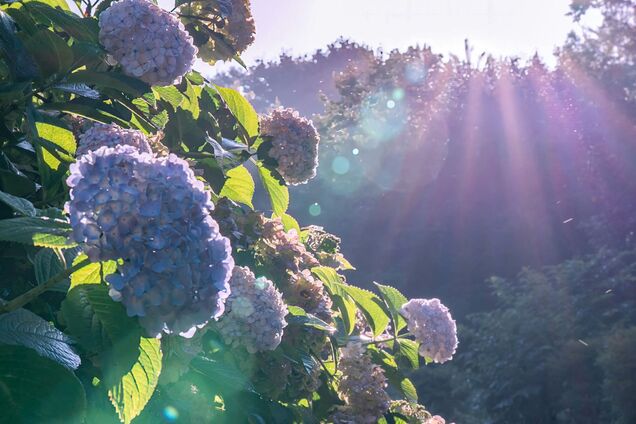 Гортензии в следующем году будут цвести пышнее: что нужно сделать