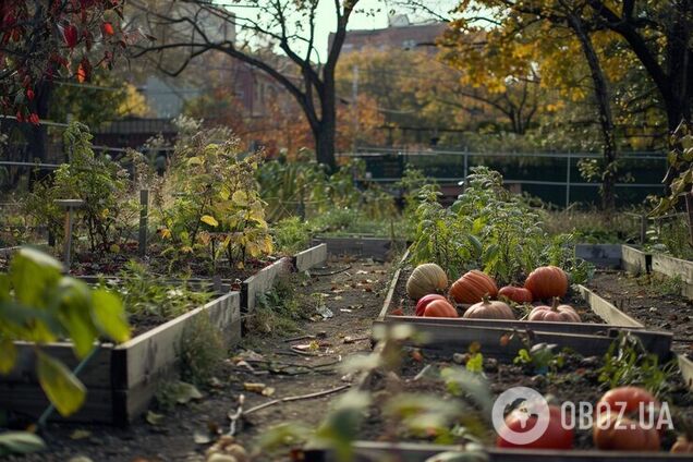 Что делать с ботвой на огороде: полезные советы