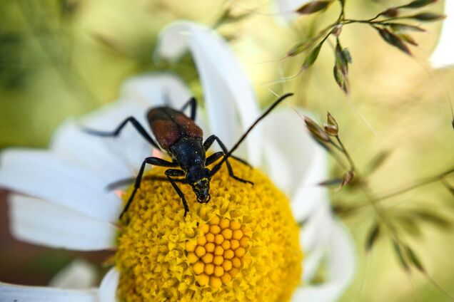 Навіть там, де нема людей: на Землі масово зникають комахи