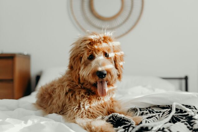 Совсем не невинная привычка: ветеринары сказали, почему собаки лижут лапы