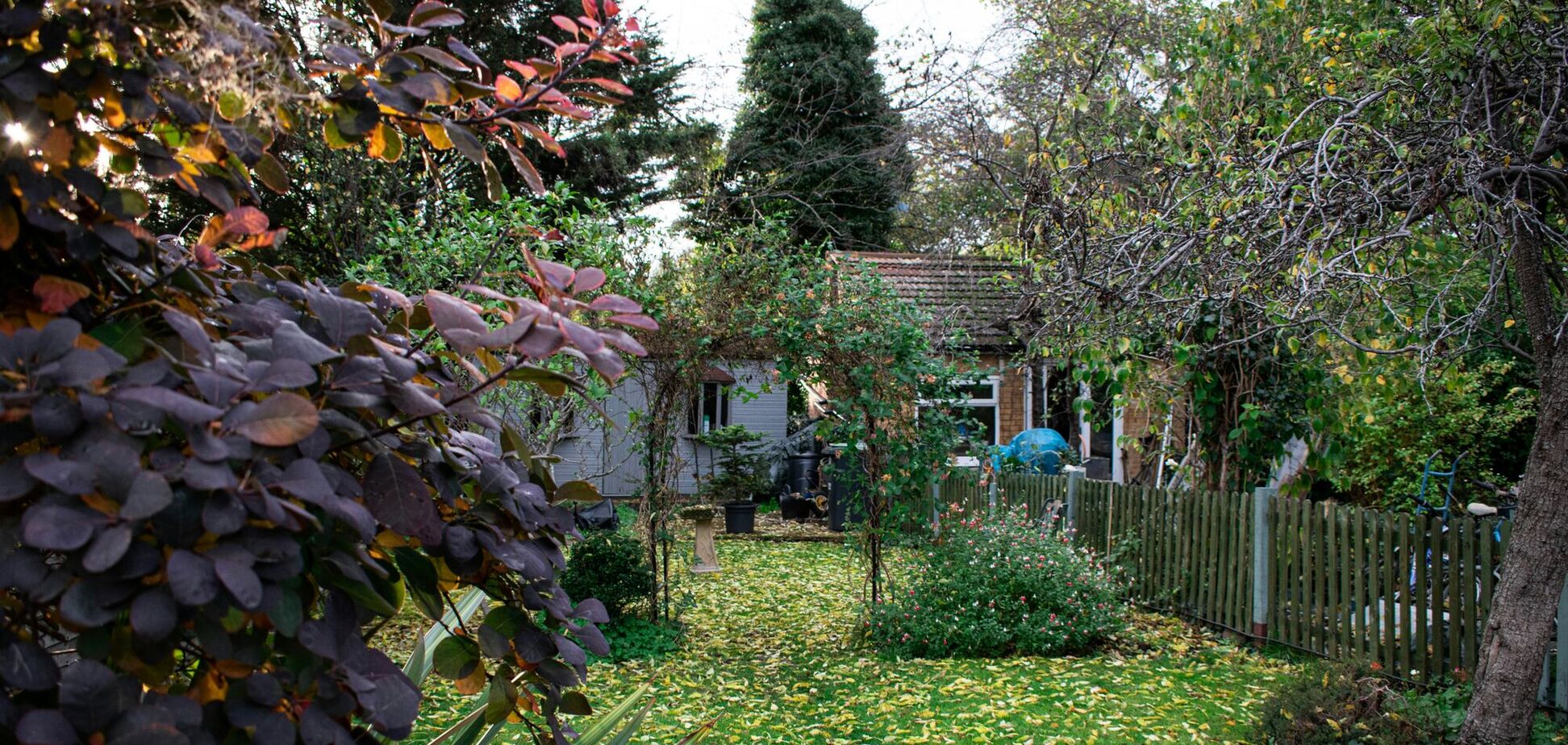 Які плодові дерева слід садити восени: до зими встигнуть прижитися