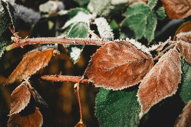 В Украине уже на этой неделе ожидаются первые заморозки: синоптики сказали, когда и где. Карта