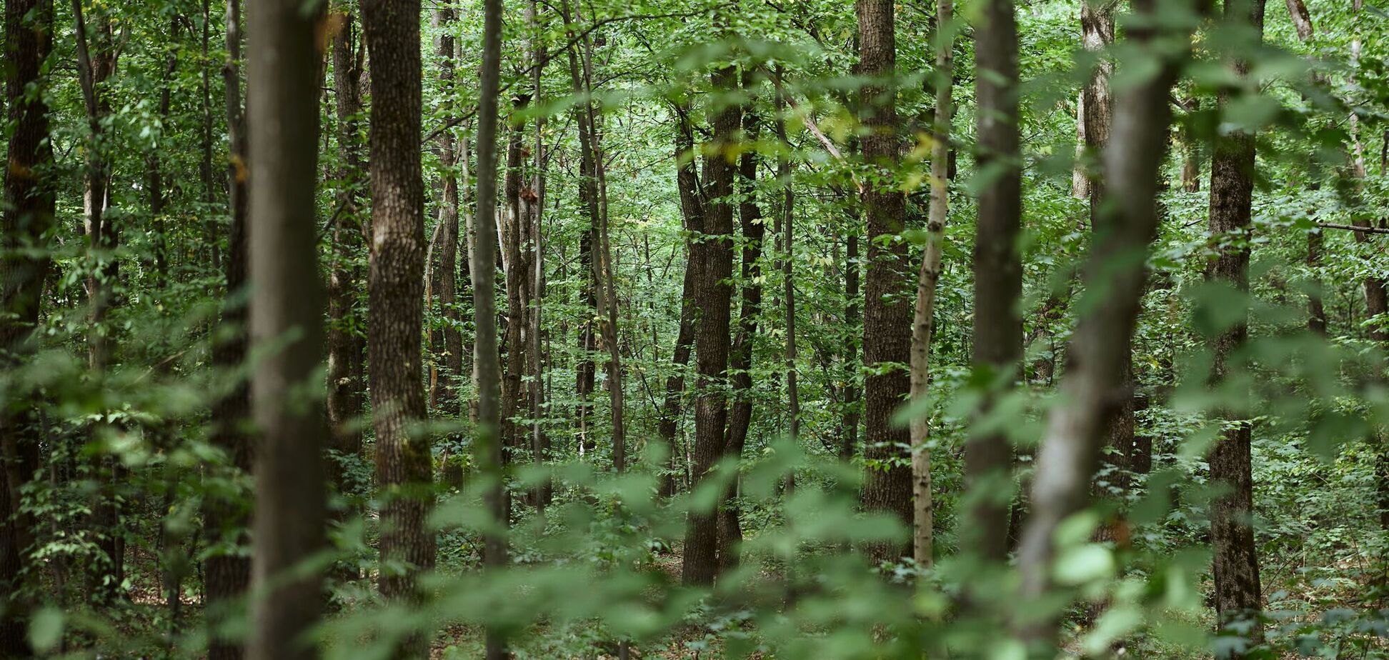 В Украине может появиться новый национальный природный парк, – Смаль