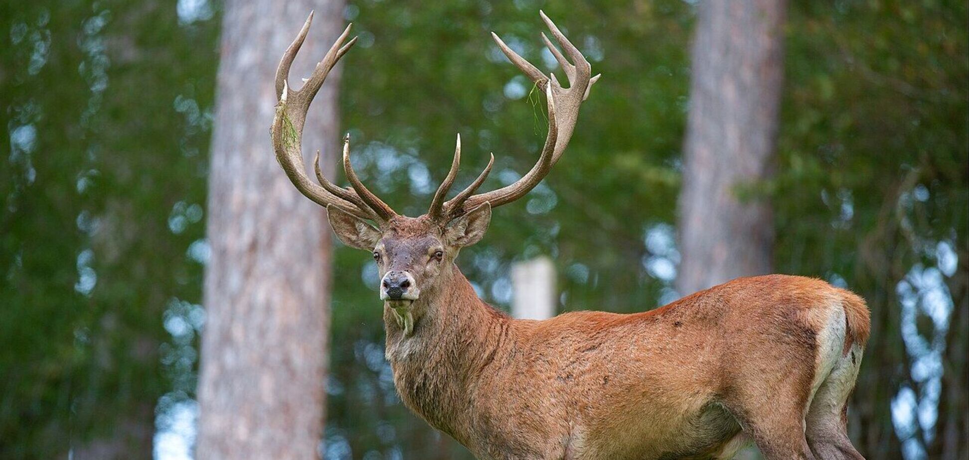 В Чернобыльской зоне спасли величественного лесного красавца из смертельной ловушки. Видео