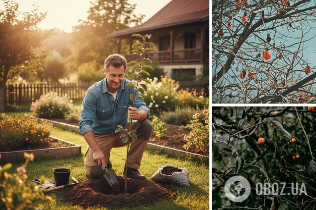 Як посадити хурму восени: чи потрібне підживлення