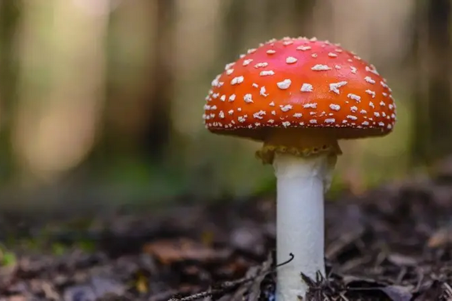 На Полтавщині жінка з'їла мухомори, щоб 'врівноважити психічний стан', і потрапила в реанімацію