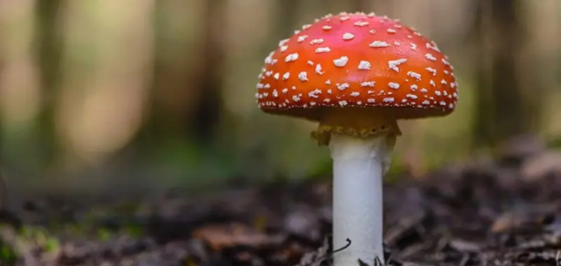 На Полтавщині жінка з'їла мухомори, щоб 'врівноважити психічний стан', і потрапила в реанімацію