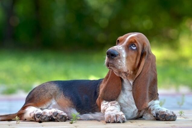 Для тих, хто не любить прогулянки: названо найлінивішу породу собак