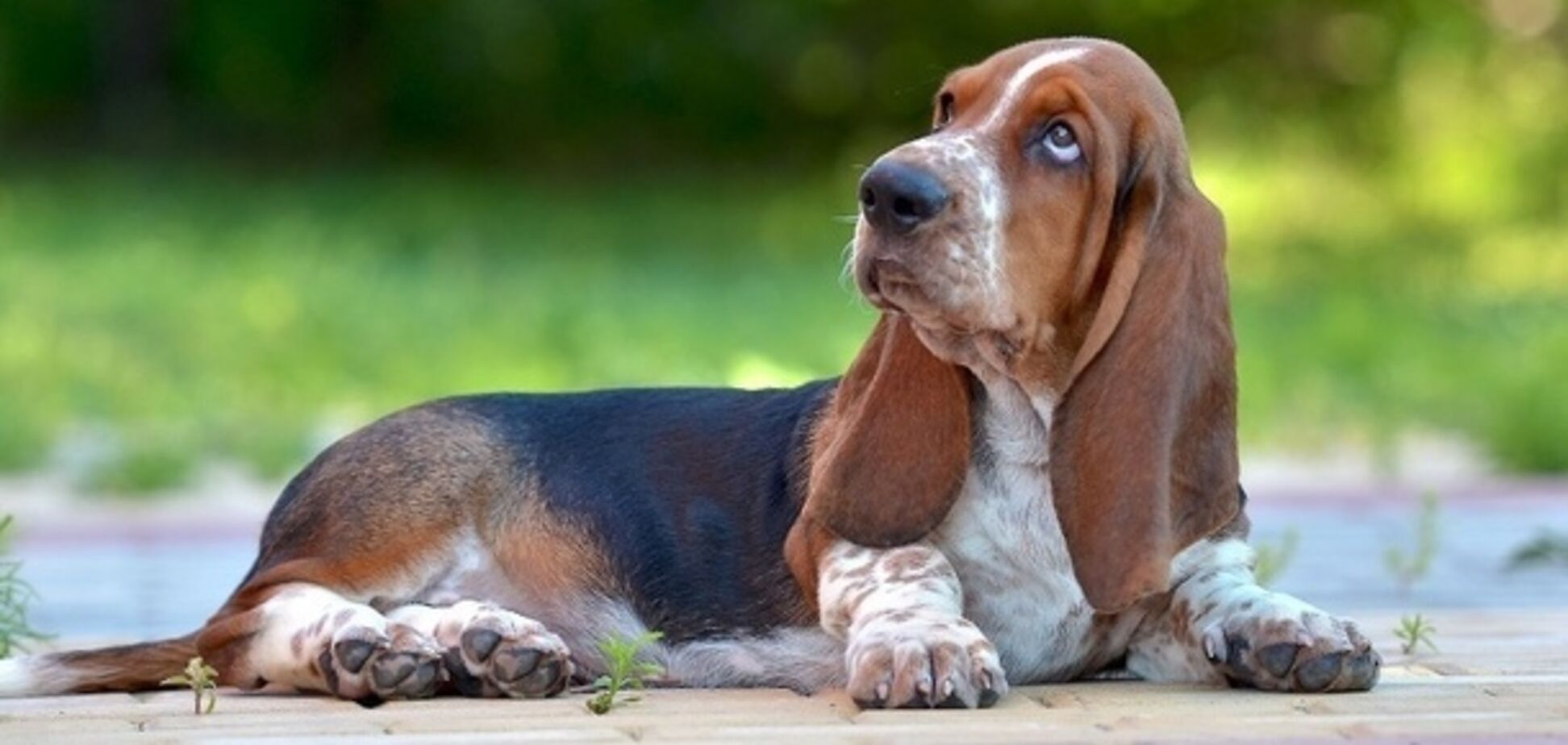 Для тих, хто не любить прогулянки: названо найлінивішу породу собак