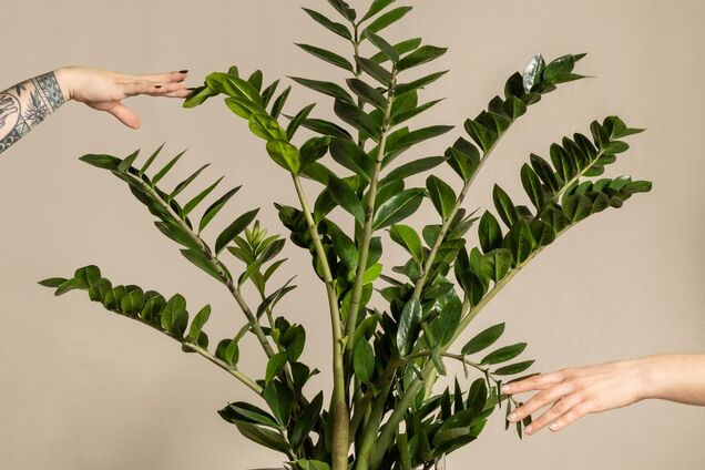 Чим підживити заміокулькас: простий рецепт