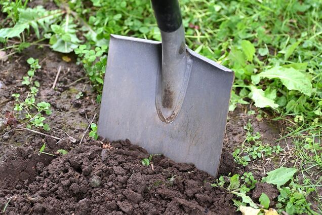 Щоб відновити ґрунт: що можна посіяти після збору урожаю