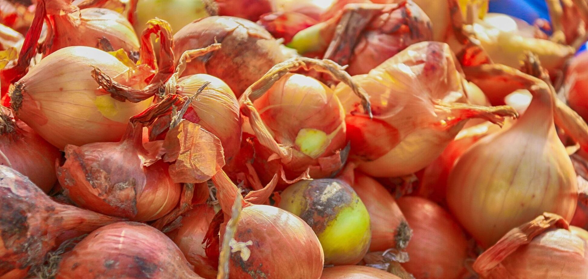 Ілюстрація - ріпчата цибуля на ринку