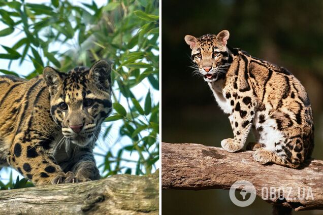 Размером с лабрадора, но паша шире, чем у льва: что известно о редком обитателе джунглей. Фото