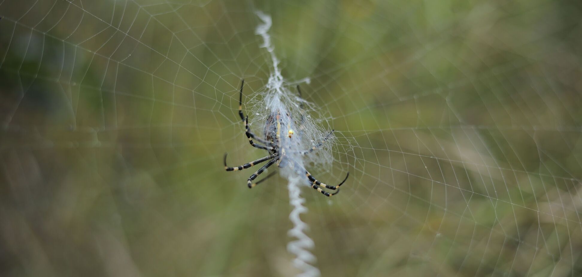 Как избавиться от пауков без дорогих средств: действенный лайфхак