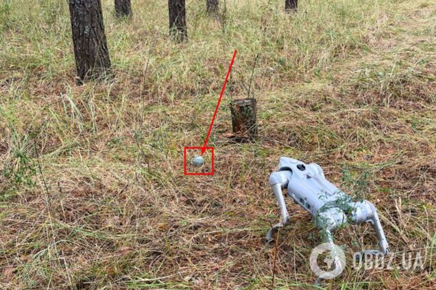 На Киевщине саперы с помощью пса-робота нашли элементы кассетных боеприпасов. Фото и видео
