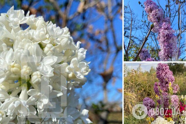 'Спутав пори року': у Кривому Розі в кінці вересня розквітнув бузок. Фото