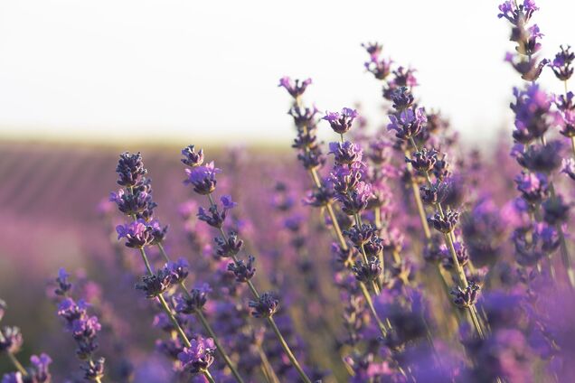 Что сделать с лавандой осенью, чтобы она дольше цвела в следующем сезоне