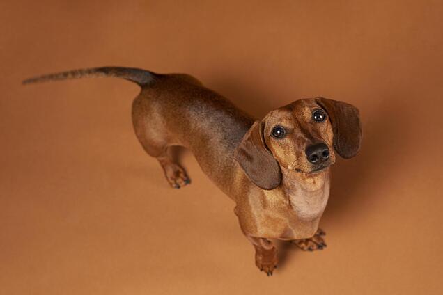 Топ-5 порід собак, за якими найлегше доглядати