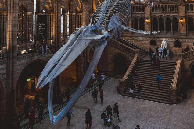 Бесплатные музеи в Киеве, Львове и Одессе