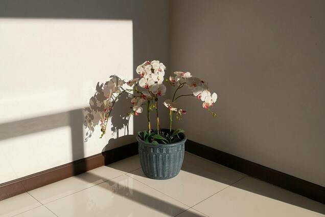 Чому в орхідеї жовтіє листя: названо поширені причини